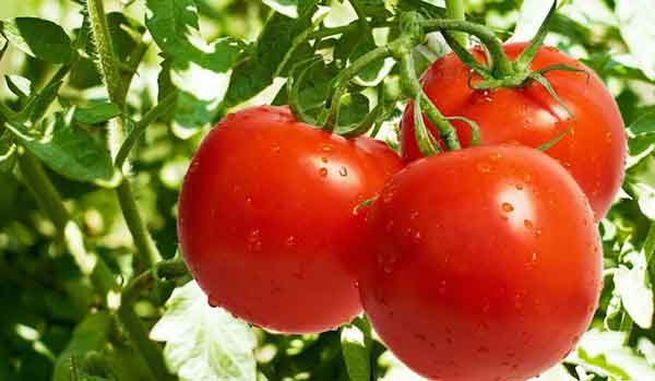 تعبیر خواب گوجه فرنگی حضرت یوسف تعبیر خواب گوجه فرنگی امام صادق تعبیر خواب گوجه فرنگی برای دختر مجرد تعبیر خواب گوجه فرنگی برای زن باردار تعبیر خواب چیدن گوجه فرنگی قرمز تعبیر خواب گوجه فرنگی قرمز و درشت تعبیر خواب بوته گوجه فرنگی تعبیر خواب گوجه فرنگی نی نی سایت