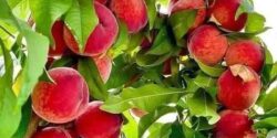 تعبیر خواب هلو ابن سیرین و هلو برای زن و هلو قرمز خوردن و گرفتن از شخصی