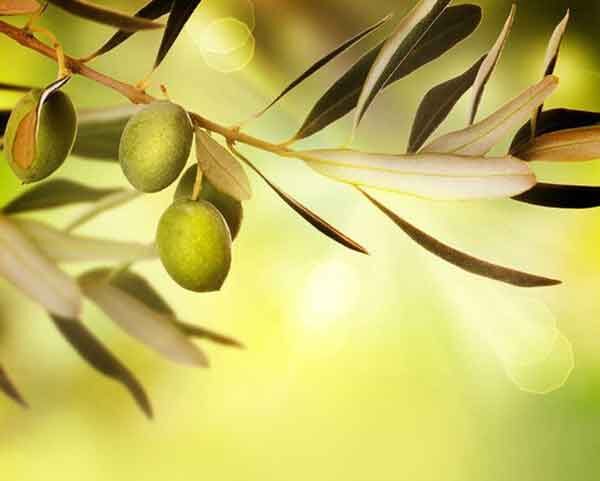 تعبیر خواب چیدن زیتون سبز از درخت تعبیر خواب زیتون حضرت یوسف تعبیر خواب زیتون برای زن باردار تعبیر خواب زیتون سبز تعبیر خواب زیتون درشت تعبیر خواب زیتون نی نی سایت تعبیر خواب زیتون خوردن تعبیر خواب روغن زیتون ابن سیرین