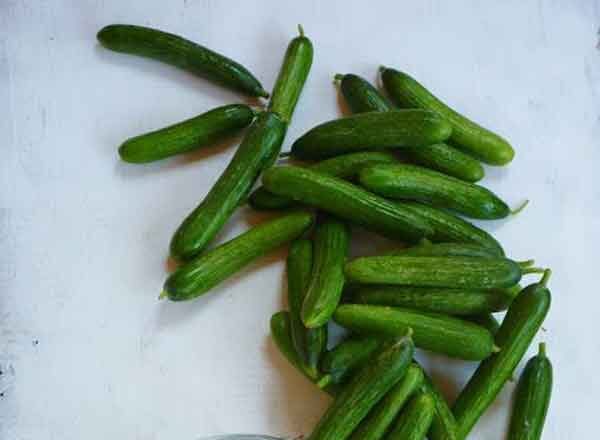 تعبیر خواب خیار سبز حضرت یوسف تعبیر خواب خیار گرفتن از دیگران تعبیر خواب خیار برای دختر مجرد تعبیر خواب خیار سبز امام صادق تعبیر خواب خیار و جنسیت جنین تعبیر خواب مزرعه خیار سبز تعبیر خواب خیار بزرگ تعبیر خواب خیار نی نی سایت