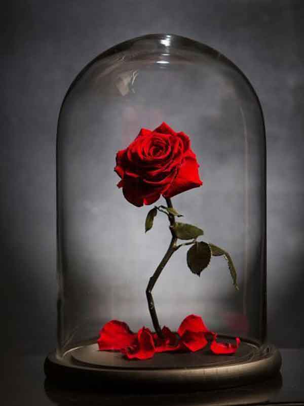 تزیین گل رز تک شاخه با کنف و روبان برای هدیه