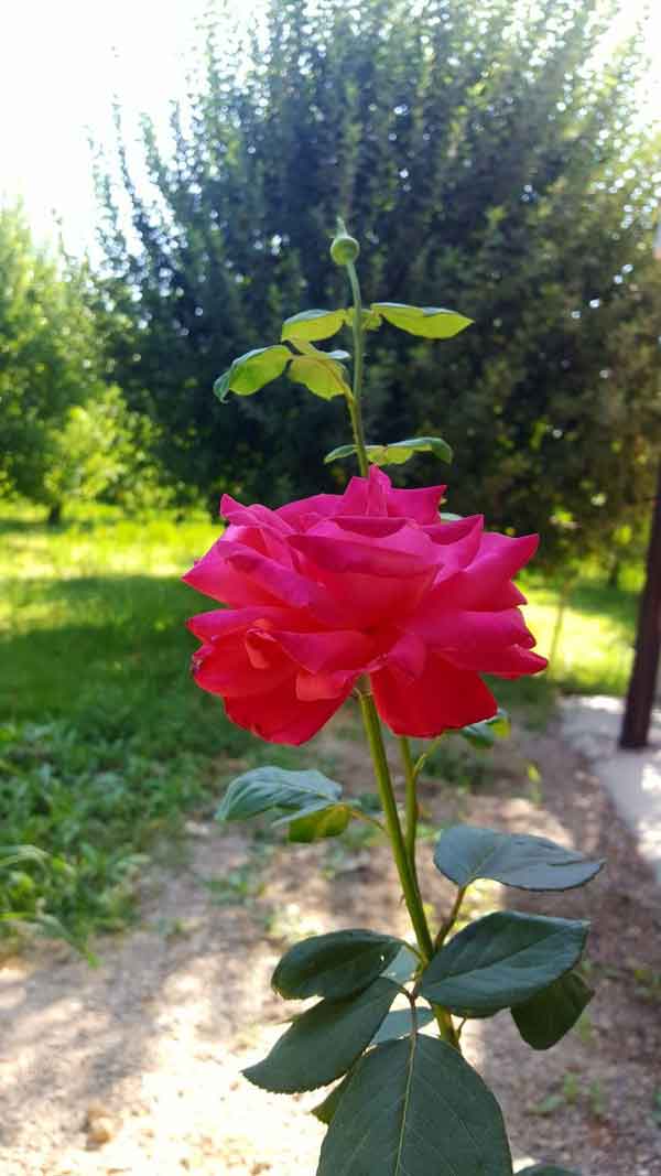 تزیین گل رز تک شاخه با کنف و روبان برای هدیه