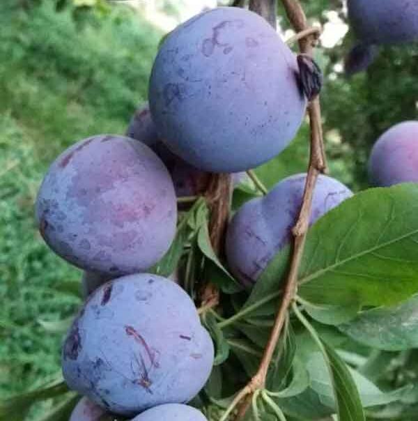 تعبیر خواب آلو حضرت یوسف تعبیر خواب چیدن آلو از درخت تعبیر خواب آلو زرد تعبیر خواب آلو سرخ تعبیر خواب آلو سیاه برای دختر مجرد تعبیر خواب آلو سیاه امام صادق تعبیر خواب خوردن آلو خشک تعبیر خواب چیدن آلو زرد از درخت