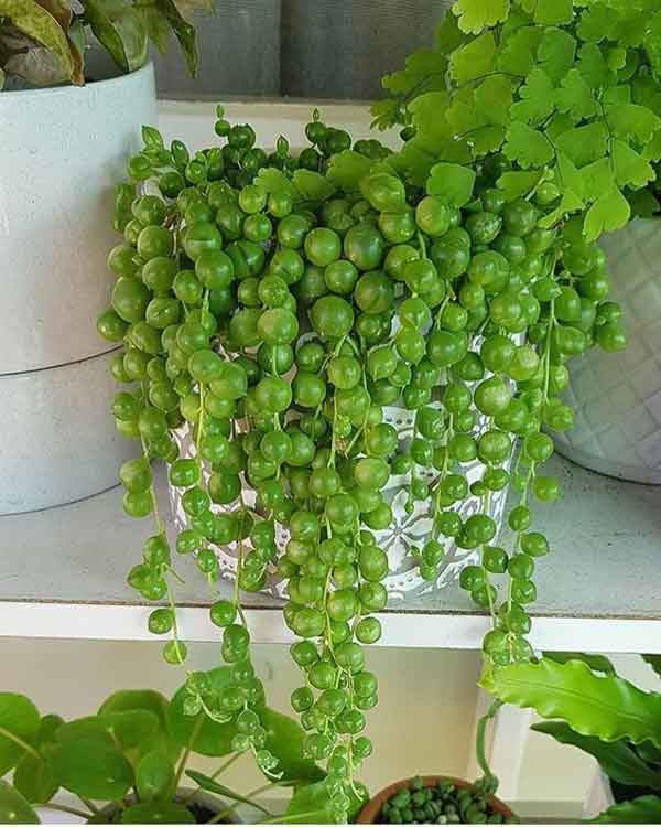 تعبیر خواب غوره سبز تعبیر خواب غوره حضرت یوسف تعبیر خواب غوره چیدن تعبیر خواب غوره روی درخت تعبیر خواب آبغوره تعبیر خواب غوره خریدن تعبیر خواب خوردن غوره شیرین تعبیر خواب ریختن آبغوره روی زمین
