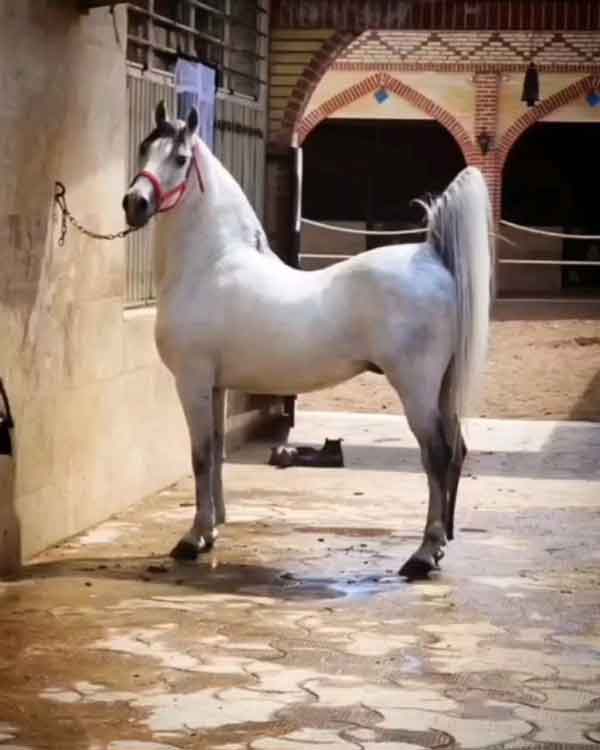تعبیر خواب اسب سفید چیست تعبیر خواب اسب سفید از دیدگاه حضرت یوسف تعبیر خواب دیدن اسب سفید در حال دویدن تعبیر خواب اسب سفید امام حسین تعبیر خواب اسب سفید امام صادق تعبیر خواب اسب سفید نی نی سایت تعبیر خواب اسب سفید سواری تعبیر خواب اسب سفید در خانه