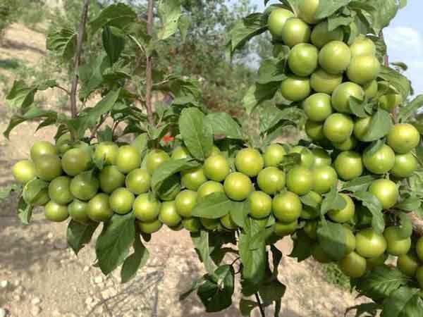 تعبیر خواب آلوچه سبز نی نی سایت تعبیر خواب چیدن آلوچه از درخت تعبیر خواب گوجه سبز حضرت یوسف تعبیر خواب درخت آلوچه سبز تعبیر خواب آلوچه خوردن تعبیر خواب چیدن آلوچه سبز تعبیر خواب آلوچه سبز خوردن تعبیر خواب آلو سبز