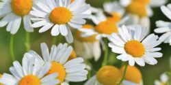 تعبیر خواب گل بابونه ابن سیرین و دشت پر از گل برای دختر مجرد و بابونه خشک