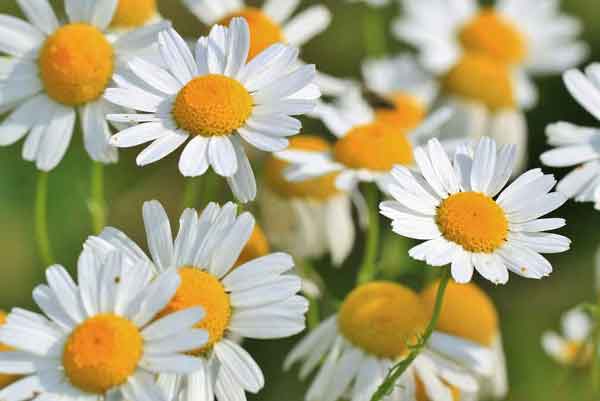 تعبیر خواب دشت پر از گل تعبیر خواب گل برای دختر مجرد تعبیر خواب بابونه خشک تعبیر خواب بابونه برای زن باردار تعبیر چیدن بابونه در خواب تعبیر خواب خوردن گل بابونه تعبیر خواب دمنوش بابونه تعبیر خواب روغن بابونه
