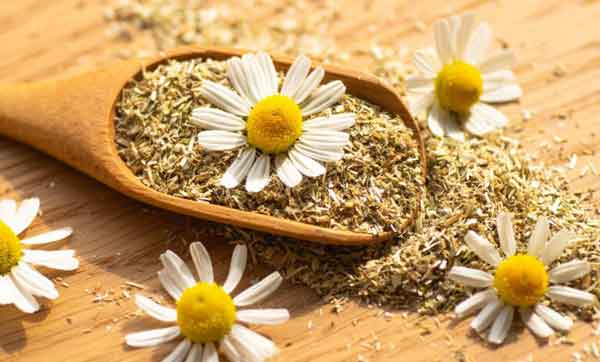 تعبیر خواب بابونه خشک تعبیر خواب گل برای دختر مجرد تعبیر چیدن بابونه در خواب تعبیر خواب دشت پر از گل تعبیر خواب خوردن گل بابونه تعبیر خواب بابونه برای زن باردار تعبیر خواب دمنوش بابونه تعبیر خواب غنچه