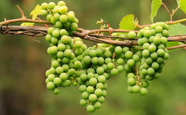 خواص غوره برای کبد مضرات غوره خواص غوره در طب سنتی خواص غوره برای پوست خواص غوره برای فشار خون خواص غوره عسگری خواص غوره خشک خواص غوره شور