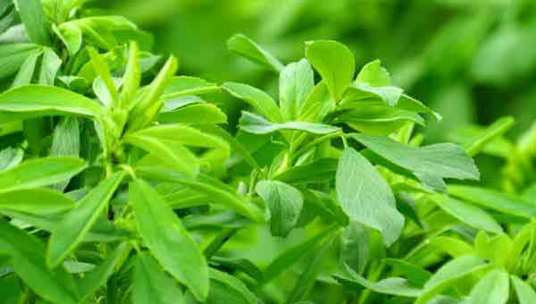 تعبیر خواب یونجه کاشتن تعبیر خواب خوردن یونجه در خواب تعبیر خواب آبیاری یونجه تعبیر خواب علوفه خشک تعبیر خواب علف یونجه تعبیر خواب یونجه چیدن تعبیر خواب چیدن یونجه توسط مرده تعبیر خواب یونجه دادن به گاو
