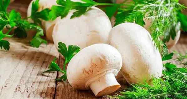 تعبیر خواب قارچ سفید چیدن تعبیر خواب قارچ سفید امام صادق تعبیر خواب قارچ سفید ابن سیرین تعبیر خواب قارچ دراوردن از زمین تعبیر خواب قارچ سفید برای دختر مجرد تعبیر خواب قارچ یوسف پیامبر تعبیر خواب قارچ برای دختر مجرد تعبیر خواب چیدن قارچ یوسف پیامبر
