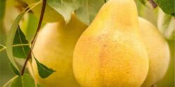 تعبیر خواب گلابی ابن سیرین و حضرت یوسف و امام صادق و درخت گلابی پر بار