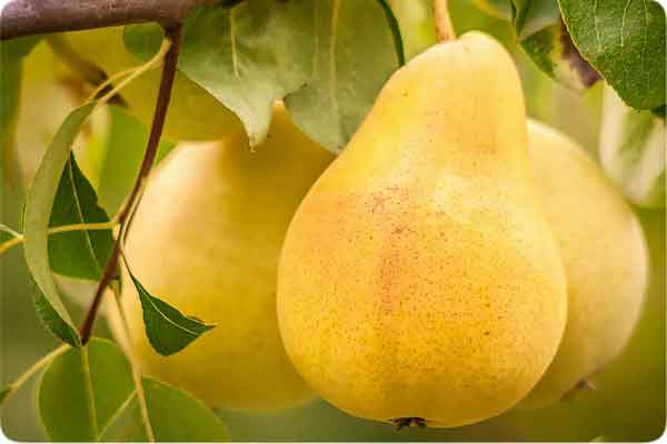 تعبیر خواب گلابی حضرت یوسف تعبیر خواب گلابی بزرگ تعبیر خواب درخت گلابی پر بار تعبیر خواب گرفتن گلابی از دیگران تعبیر خواب گلابی و جنسیت جنین تعبیر خواب گلابی لکه دار تعبیر خواب گلابی خوردن تعبیر خواب گلابی چیدن