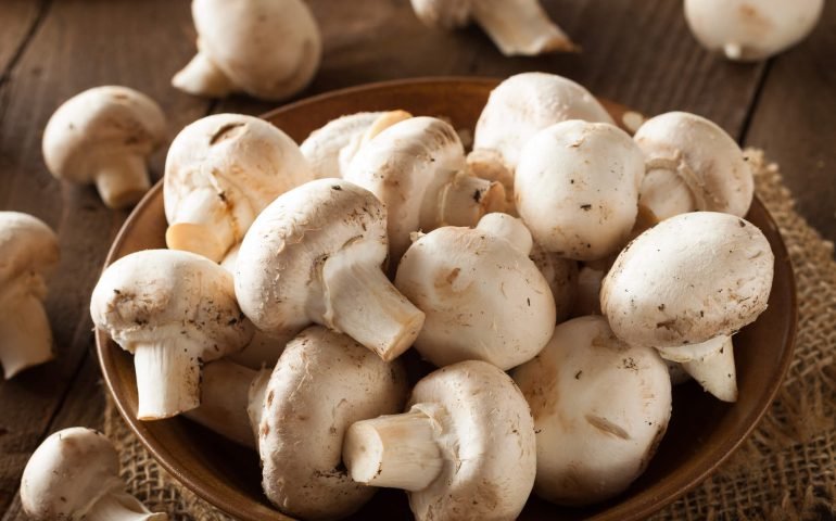 تعبیر خواب قارچ دراوردن از زمین تعبیر خواب چیدن قارچ یوسف پیامبر تعبیر خواب چیدن قارچ سفید در خواب تعبیر خواب قارچ کوهی تعبیر خواب چیدن قارچ کوهی تعبیر خواب قارچ سفید امام صادق تعبیر خواب قارچ نی نی سایت تعبیر خواب قارچ دراوردن از زمین ابن سیرین