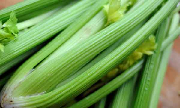 آب کرفس برای چه کسانی مضر است خواص آب کرفس برای معده خواص آب کرفس ناشتا مضرات آب کرفس برای مردان خواص کرفس برای رحم خواص اب کرفس برای کبد خواص خورشت کرفس برای کودکان مضرات کرفس برای کلیه