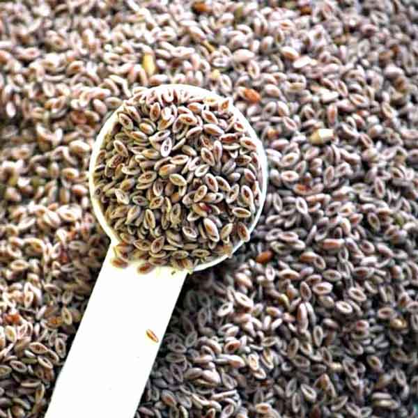 طریقه مصرف اسفرزه برای لاغری عوارض اسفرزه بهترین زمان مصرف اسفرزه معجزه اسفرزه زمان مصرف اسفرزه برای یبوست خواص اسفرزه دکتر خیراندیش طریقه مصرف اسفرزه برای پوست خواص اسفرزه برای عفونت