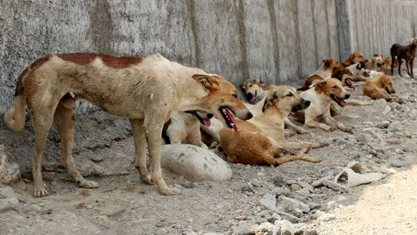 تعبیر خواب کشتن سگ توسط دیگران تعبیر خواب کشتن سگ امام صادق تعبیر خواب کشتن سگ با دست تعبیر خواب کشتن سگ دنبالت باشه تعبیر خواب کشتن سگ قهوه ای تعبیر خواب کشتن سگ نی نی سایت تعبیر خواب کشتن سگ با سنگ تعبیر خواب سر سگ سیاه 