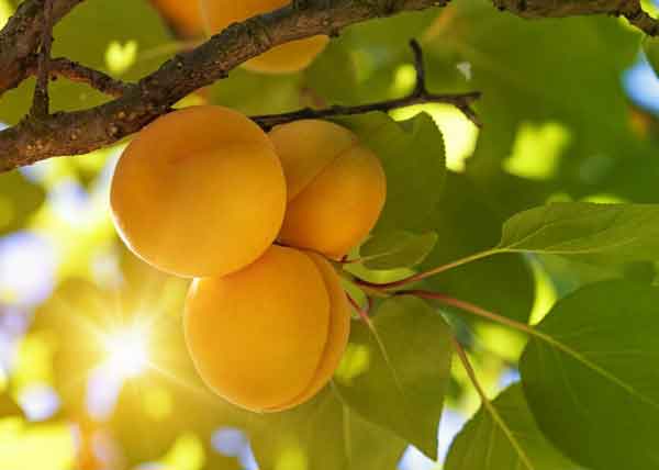 تعبیر خواب درخت زردآلو امام صادق تعبیر خواب زردآلو حضرت یوسف دیدن زردآلو در خواب زن تعبیر خواب زردآلو امام صادق تعبیر خواب زردآلو چیدن و خوردن تعبیر خواب درخت زردآلو ابن سیرین تعبیر خواب دادن زردآلو به دیگران تعبیر خواب درخت زردآلو در خانه 