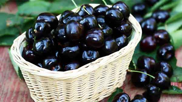 تعبیر خواب گیلاس برای زن متاهل تعبیر خواب گیلاس حضرت یوسف تعبیر خواب گیلاس گرفتن از دیگران تعبیر خواب گیلاس قرمز تعبیر خواب خوردن گیلاس از درخت تعبیر خواب گیلاس برای دختر مجرد تعبیر خواب گیلاس چیدن و خوردن تعبیر خواب چیدن گیلاس از درخت حضرت یوسف