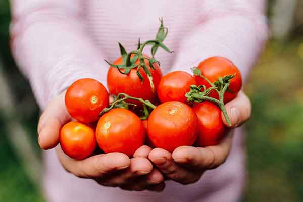 تعبیر خواب گوجه فرنگی برای زن باردار نی نی سایت تعبیر خواب گوجه و خیار برای زن باردار تعبیر خواب گوجه فرنگی نی نی سایت تعبیر خواب رب برای زن باردار تعبیر خواب گوجه فرنگی قرمز و درشت تعبیر خواب گوجه سبز و جنسیت جنین نی نی سایت تعبیر خواب چیدن گوجه فرنگی قرمز تعبیر خواب گوجه فرنگی برای زن متاهل