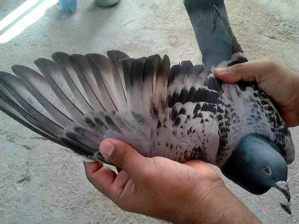 تعبیر خواب کبوتر بال شکسته تعبیر خواب کبوتر مریض تعبیر خواب کبوتر از یوسف نبی تعبیر خواب کبوتر قرمز تعبیر خواب گوشت کبوتر تعبیر خواب گرفتن کبوتر در دست تعبیر خواب کبوتر سخنگو تعبیر خواب کبوتر گرسنه 