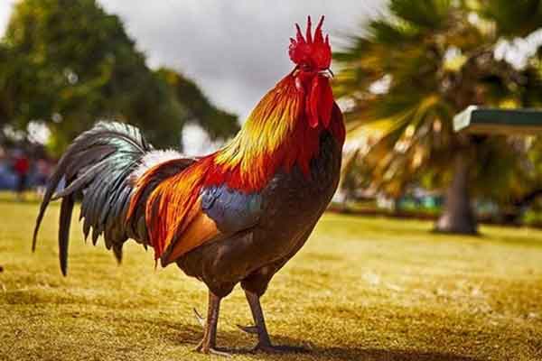 تعبیر خواب خروس از نظر حضرت یوسف تعبیر خواب خروس امام صادق تعبیر خواب خروس بدون سر تعبیر خواب کشتن خروس سفید تعبیر خواب خروس مرده تعبیر خواب خروس سیاه و قرمز تعبیر خواب خروس قرمز تعبیر خواب خروس حنایی