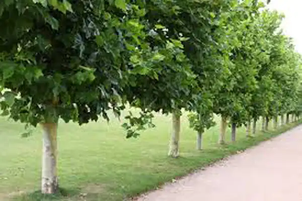تعبیر خواب درخت چنار در خانه برای زن متاهل و باردار و دختر مجرد از روانشناسی
