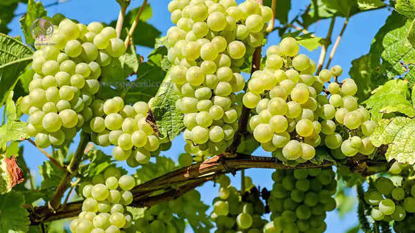 تعبیر خواب شاخه انگور برای زن متاهل و باردار و دختر مجرد از روانشناسی