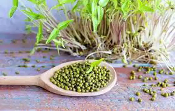 تعبیر خواب ماش چیدن برای زن متاهل و باردار و دختر مجرد از روانشناسی