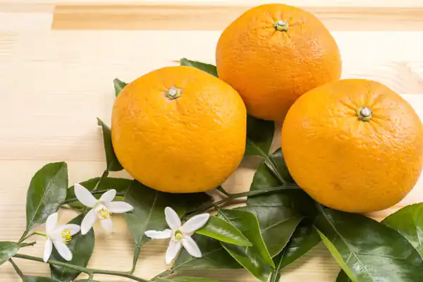 تعبیر خواب چیدن نارنج برای زن متاهل و باردار و دختر مجرد از روانشناسی