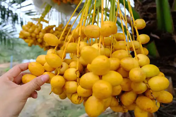 تعبیر خواب خارک چیدن برای زن متاهل و باردار و دختر مجرد از روانشناسی