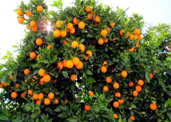 تعبیر خواب درخت نارنج برای زن متاهل و باردار و دختر مجرد از روانشناسی