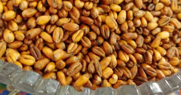 تعبیر خواب گندم برشته برای زن متاهل و باردار و دختر مجرد از روانشناسی