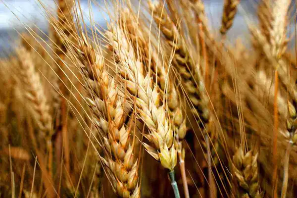 تعبیر خواب گندم برای زن باردار برای زن متاهل و باردار و دختر مجرد از روانشناسی