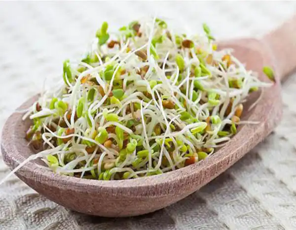 تعبیر خواب گندم جوانه زده برای زن متاهل و باردار و دختر مجرد از روانشناسی