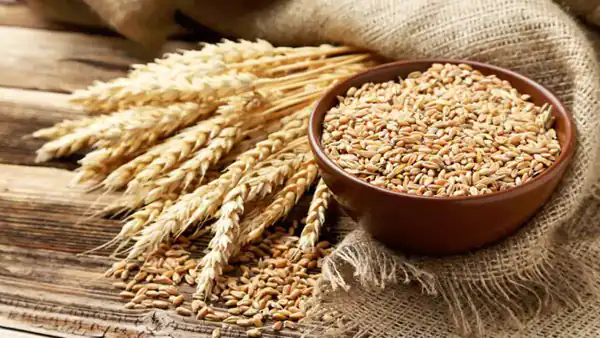 تعبیر خواب گندم نذری برای زن متاهل و باردار و دختر مجرد از روانشناسی
