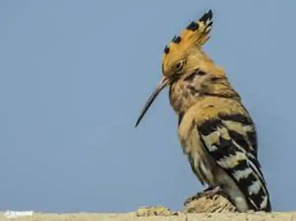 تعبیر خواب هدهد حضرت سلیمان برای زن متاهل و باردار و دختر مجرد از روانشناسی