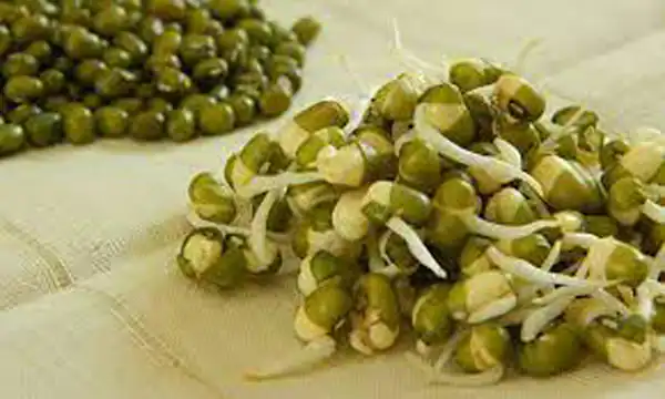تعبیر خواب ماش جوانه زده برای زن متاهل و باردار و دختر مجرد از روانشناسی