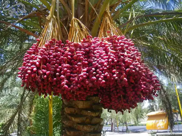 تعبیر خواب خوردن خارک قرمز برای زن متاهل و باردار و دختر مجرد از روانشناسی