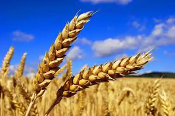 تعبیر خواب خوشه گندم برای زن متاهل و باردار و دختر مجرد از روانشناسی