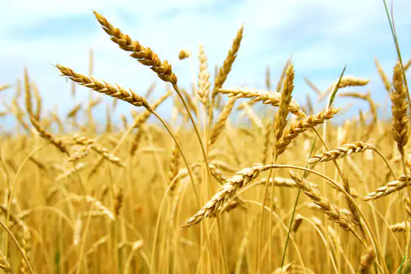 تعبیر خواب مزرعه گندم برای زن متاهل و باردار و دختر مجرد از روانشناسی