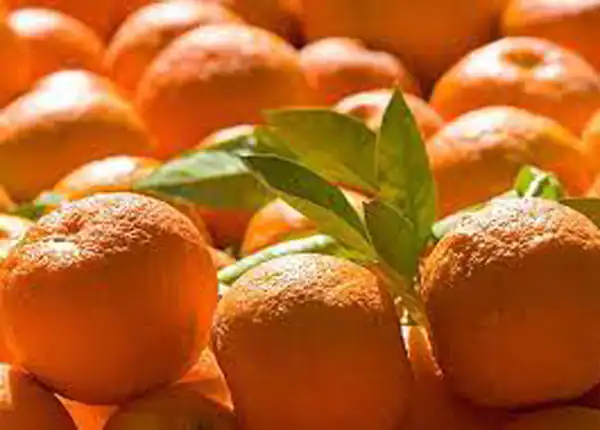 تعبیر خواب نارنج برای زن متاهل و باردار و دختر مجرد از روانشناسی