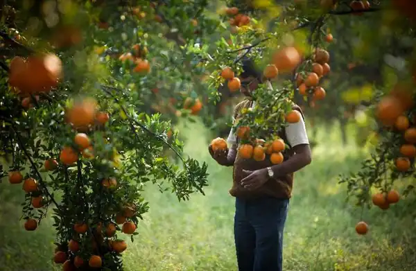تعبیر خواب نارنج از درخت چیدن برای زن متاهل و باردار و دختر مجرد از روانشناسی