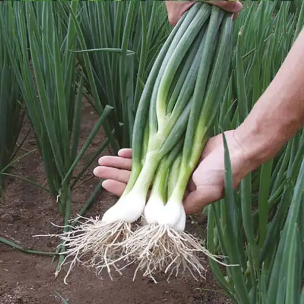 تعبیر خواب پیازچه بزرگ برای زن متاهل و باردار و دختر مجرد از روانشناسی