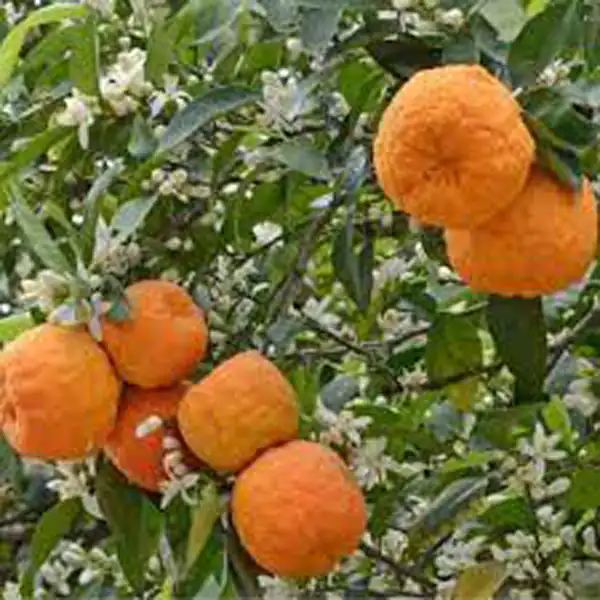 تعبیر خواب شکوفه درخت بهار نارنج برای زن متاهل و باردار و دختر مجرد از روانشناسی