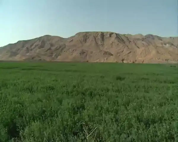 تعبیر خواب زمین یونجه برای زن متاهل و باردار و دختر مجرد از روانشناسی