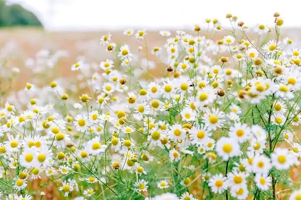 تعبیر خواب بابونه چیست برای زن متاهل و باردار و دختر مجرد از روانشناسی