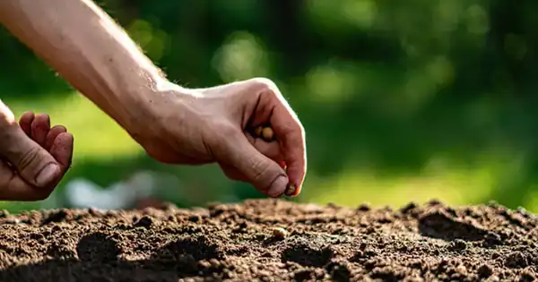 تعبیر خواب بذر یونجه برای زن متاهل و باردار و دختر مجرد از روانشناسی
