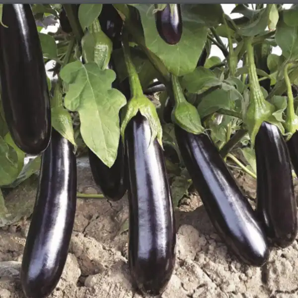 تعبیر خواب چیدن بادمجان برای زن متاهل و باردار و دختر مجرد از روانشناسی